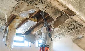 Why You Should Choose Our Mold Remediation Services in Timmonsville, SC